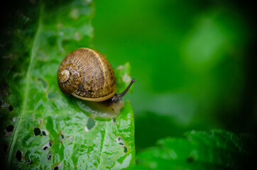 Snail in close-up on a wet leaf coming out after the rain