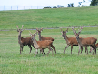 Herd of deer at Woburn Deer Park, England