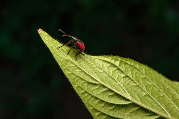 An insect on a wild plant leaf.