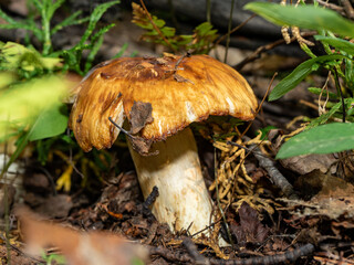 Autumn mushrooms in the forest close-up. yellow big mushroom close up
