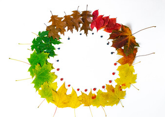 Round frame from green, yellow and faded brown autumn leaves of maple, oak and rowan berries and wild grapes isolated on white background.