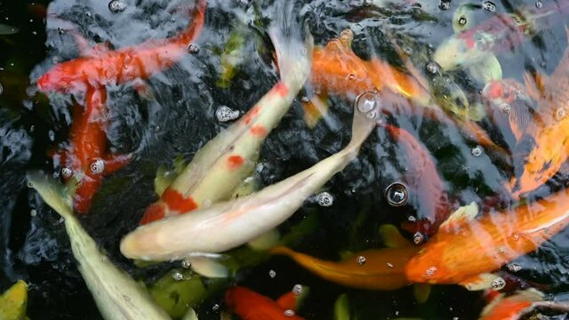 Koi fish or carp fish swimming in pond. It golden red orange and yellow of body koi fish. The surface ripples while the carp fish swim in the pond.