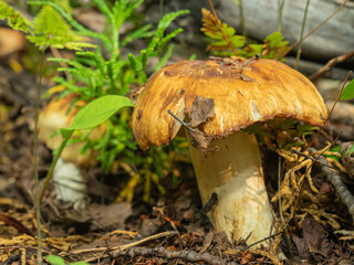 plate mushroom with a yellow cap in the autumn forest