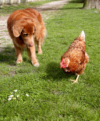 ENTRE CHIEN ET POULE