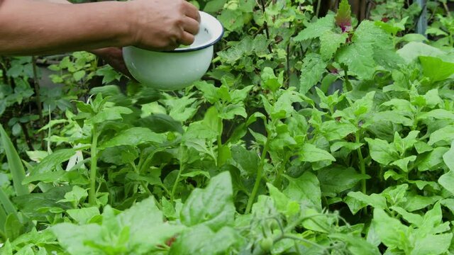 Neuseel&auml;nder Spinat ernten