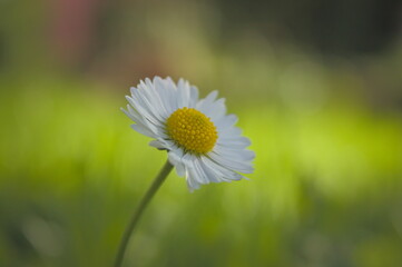 Bellis perennis © Barbara