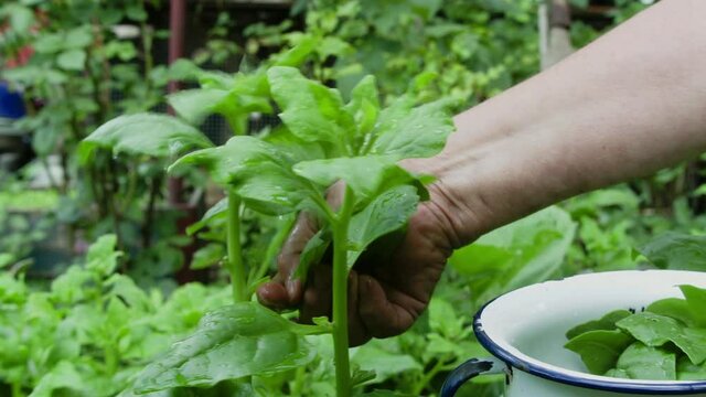 Neuseel&auml;nder Spinat ernten