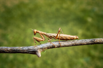 Mantis beetle on a withered bush