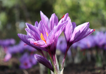 Obraz premium View of blooming flowers crocus sativus growing in an organic garden. In October, the saffron is usually perfect for harvesting.
