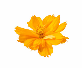 fresh orange cosmos flower blooming side view center. Isolated on white background.