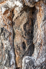The texture of the damaged trunk of an old tree. Birch bark pattern as a natural background.