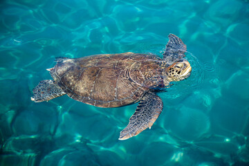 Caretta caretta or loggerhead sea turtle swimming in the turquoise sea © Javier