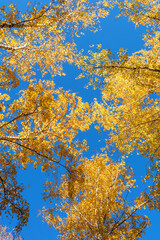 Fototapeta premium Autumn landscape. Golden autumn in the forest. Yellow foliage on birch trees against a blue sky.