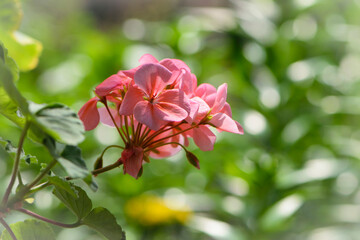 Geranium. small pale pink flowers. Floral background. Pink flowers of homegrown violets in a pot. bokeh, beautiful flower. delicate flowers. sweet colored in soft style for background, place for text.