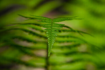 green fern leaves in the forest for background. Natural green fern leaves texture in the forest close up on a blurred background. foliage natural floral background of fern in sunlight. close-up