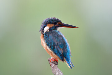 exotic blue bird with large beaks turning face backward when hearing calls from others, common kinfisher