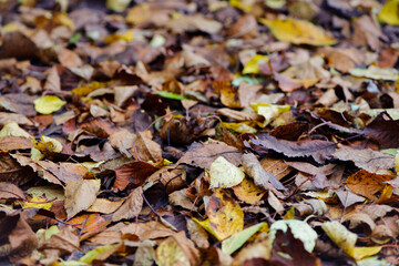 Dry leaves on the ground in a beautiful autumn forest. autumn background, fallen leaves in a forest or park. Grove. walk in the fresh air. selective soft focus. autumn colors, beautiful season