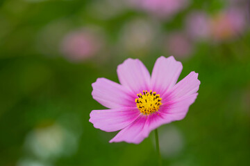 Obraz premium コスモス