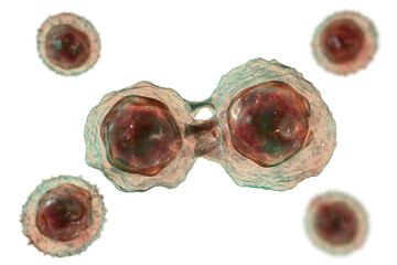 Dividing stem cells, 3D illustration