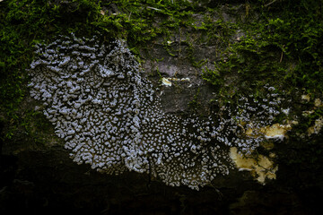Naklejka premium Mushrooms in autumn forest sunlight green grass yellow and orange colors 