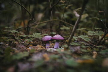 Fototapeta premium Mushrooms in autumn forest sunlight green grass yellow and orange colors 