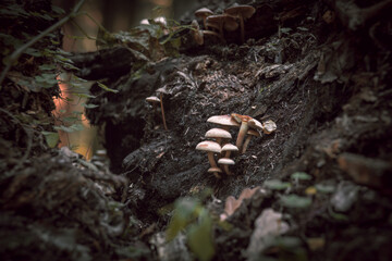 Mushrooms in autumn forest sunlight green grass yellow and orange colors  