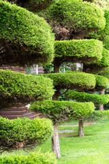 Fototapeta na wymiar a park with shrubs and green lawns, landscaping, geometric forms of tree cutting