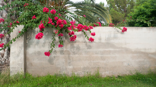 Buganvilla fucsia junto a pared de hormig&oacute;n