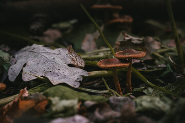 Mushrooms in autumn forest sunlight green grass yellow and orange colors  