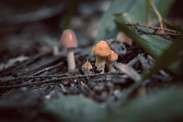 Mushrooms in autumn forest sunlight green grass yellow and orange colors  