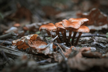 Mushrooms in autumn forest sunlight green grass yellow and orange colors  