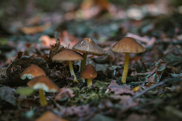 Mushrooms in autumn forest sunlight green grass yellow and orange colors  