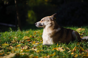 red dog in autumn leaves. red-haired fluffy dog on green grass in fallen leaves. autumn season, the dog lies in nature. home or homeless animal. looks away, warms up on a sunny day