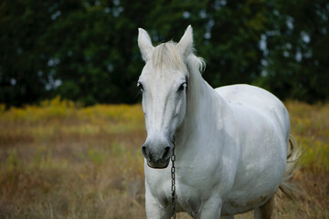 Obraz na płótnie Canvas close-up portrait of a white horse. beautiful horse on dry grass in the field. Arabian horse standing in an agriculture field with dry grass in sunny weather. strong, hardy and fast animal.