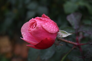 red rose with drops