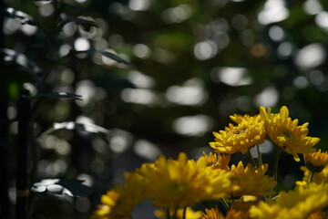 Yellow flowers of Chrysanthemum 'Choji Giku' in full bloom
