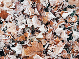 Autumn leaves foliage. Wallpaper, phone screen saver, cover print. Photo background