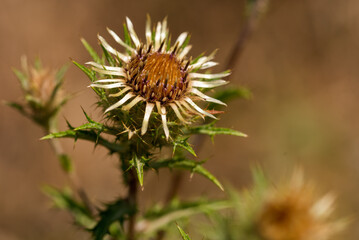 Unusual flower of Carline thistle, Carlina vulgaris