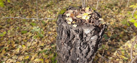 stump