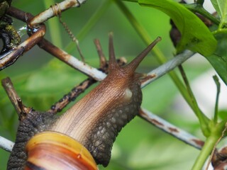 Picture of a large snail perched on a wire mesh.
