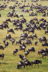 Blue Wildebeest crossing the Mara River during the annual migration in Kenya