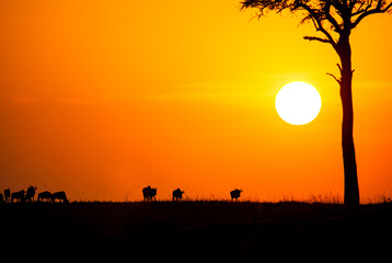 Blue Wildebeest at sunset crossing the Masai Mara during the annual migration in Kenya