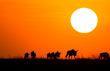 Fototapeta na wymiar Blue Wildebeest at sunset crossing the Masai Mara during the annual migration in Kenya