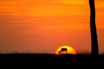 Topi antelope grazing on the Masai Mara against the setting sun in Kenya