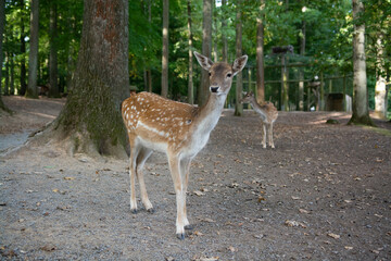 Naklejka na ściany i meble Small Deer in natural woodland forest 