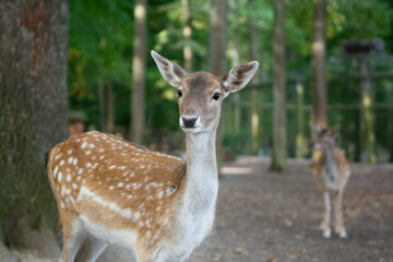 Small Deer in natural woodland forest 