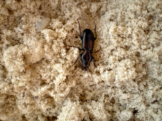 big black bug in the sand. beach insect. cockroach crawling