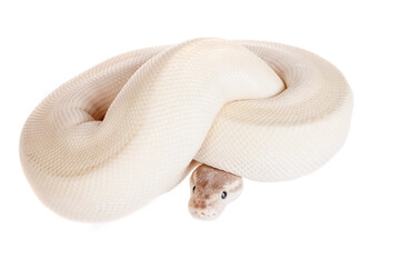 Royal Python, or Ball Python on white