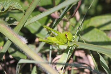 Grilo verde solto na natureza.