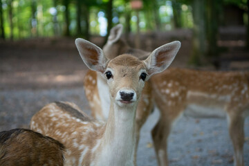 Small Deer in natural woodland forest 